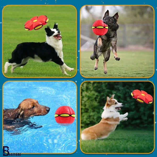 Pelota Magica Para Perros